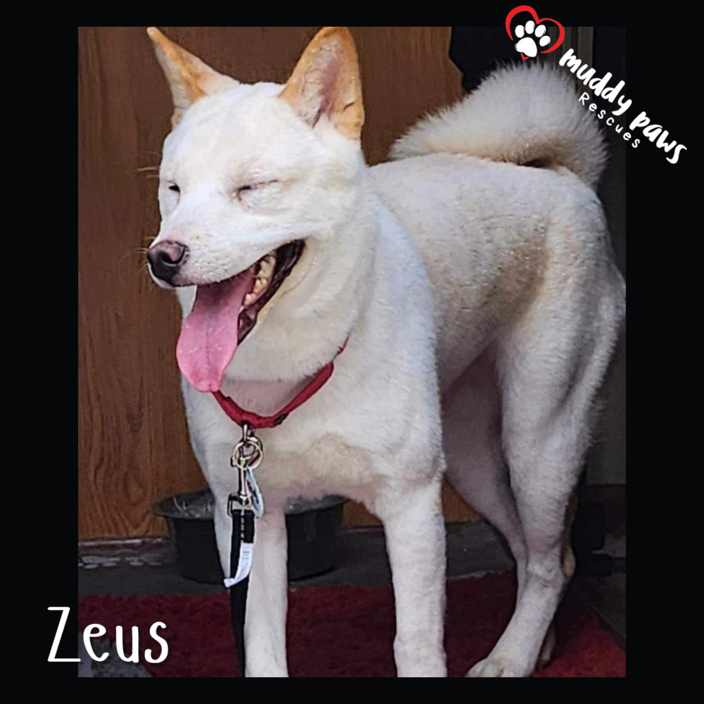 Zeus