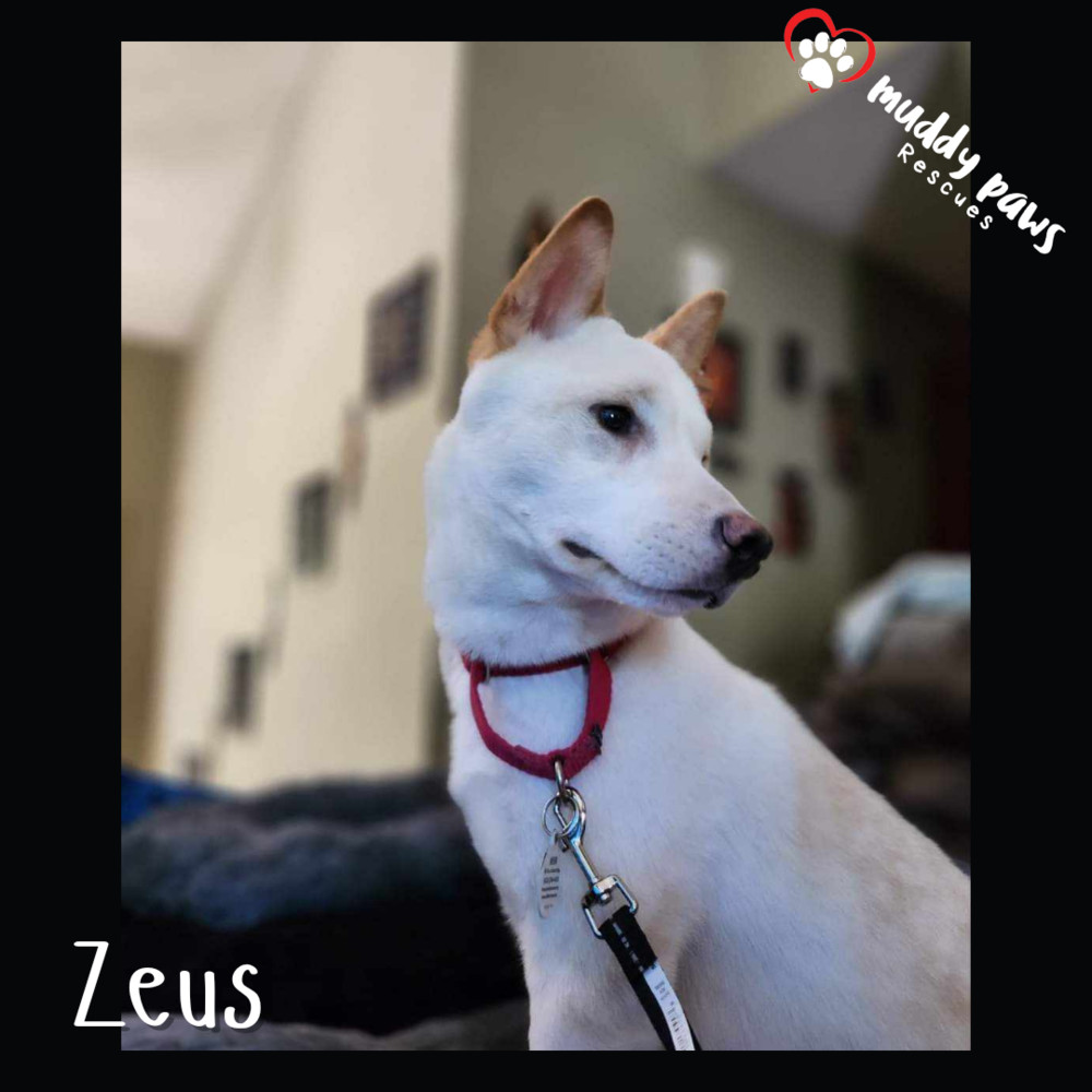 Zeus