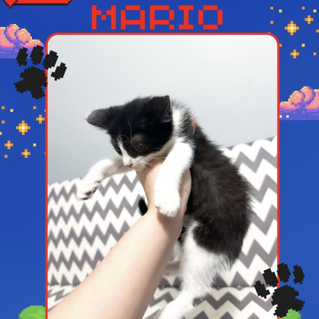 Mario