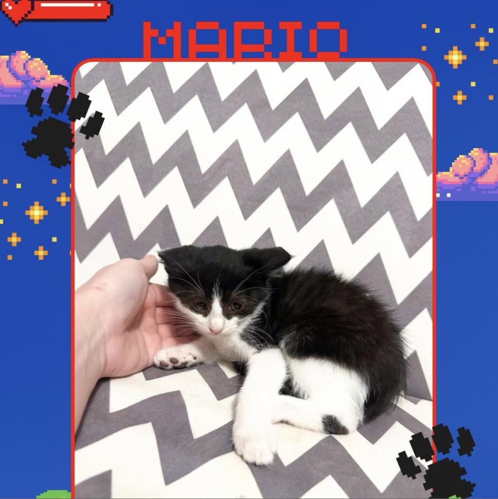 Mario