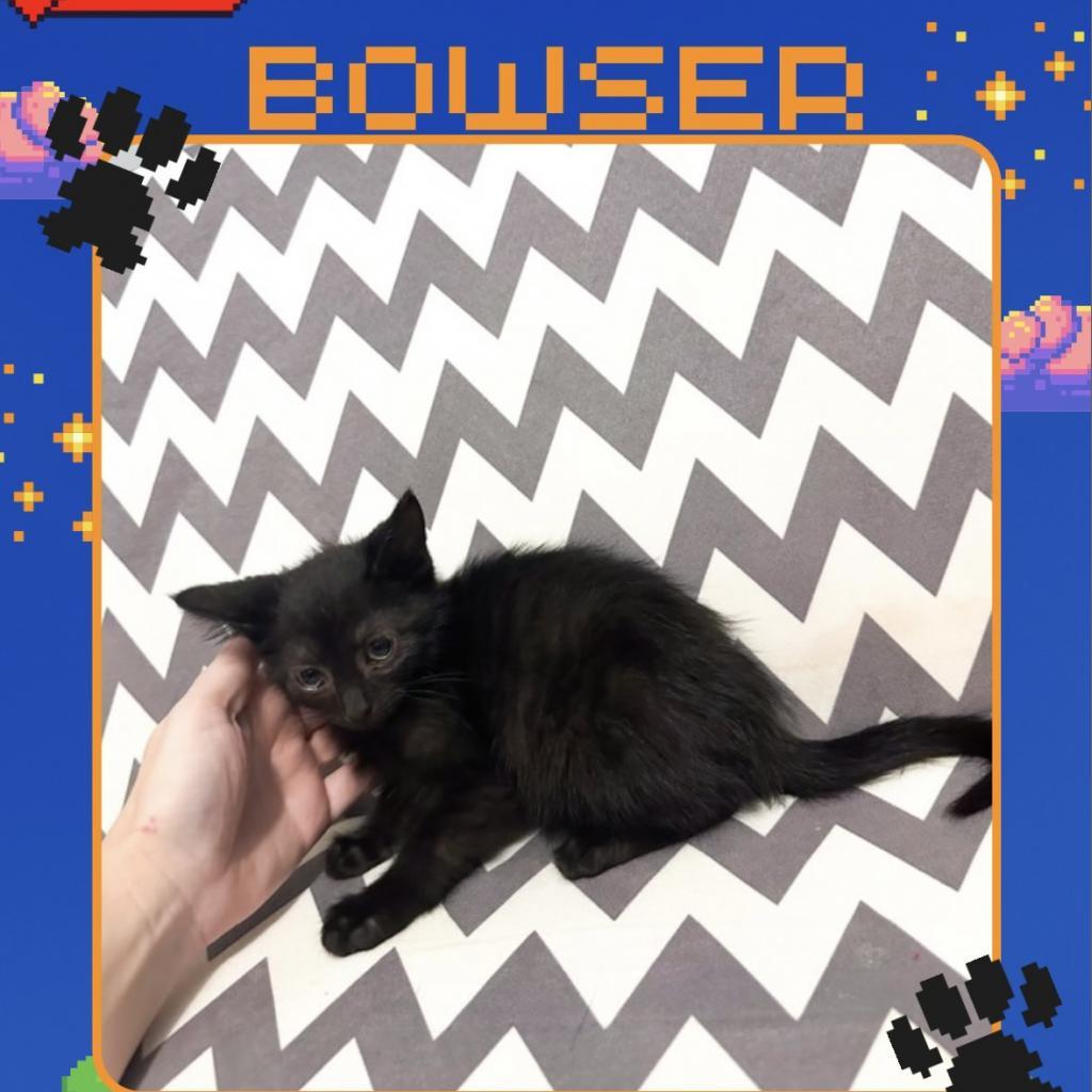 Bowser