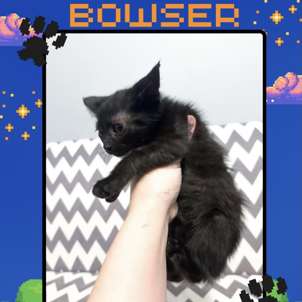 Bowser