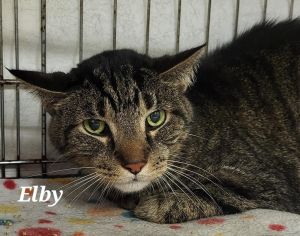 Elby, Senior Male Domestic Short Hair