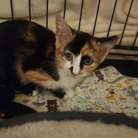 Biscuit Casper, an adoptable Domestic Short Hair in Eagle Mountain, UT, 84005 | Photo Image 2