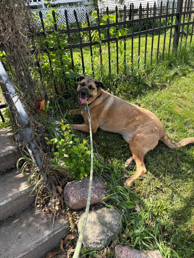 Roo