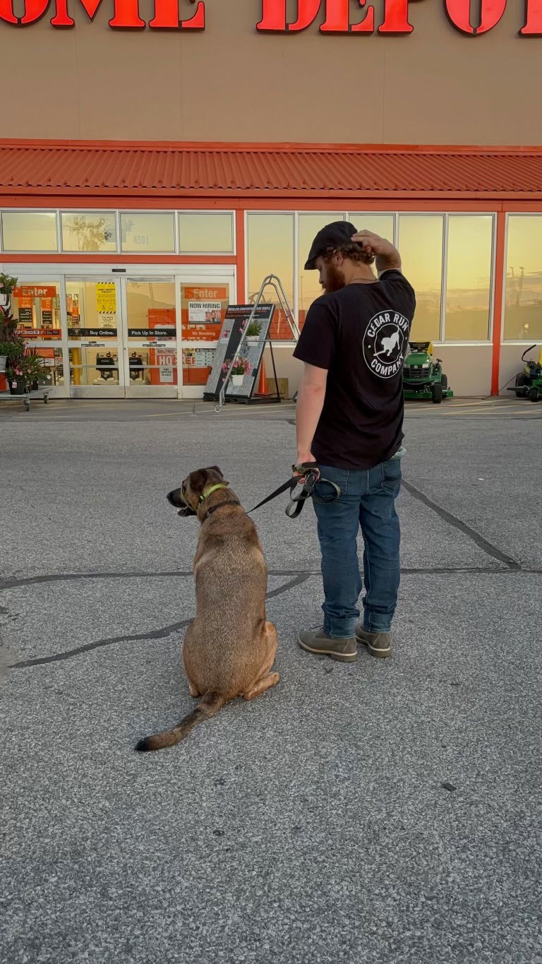 Roo, an adoptable Shepherd in Cedar Rapids, IA, 52405 | Photo Image 3