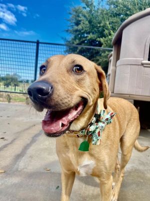 Hooch (TX) Labrador Retriever Dog