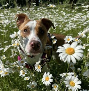 Cane (AL) Pit Bull Terrier Dog