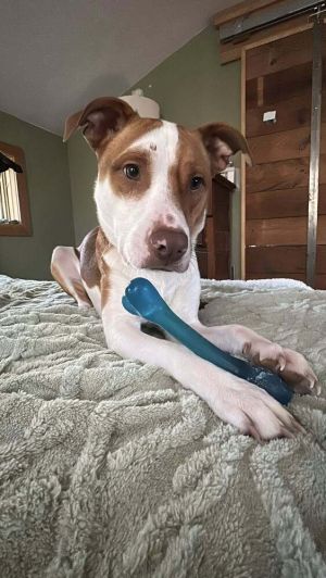 You can fill out an adoption application online on our official websiteCane AL is a neutered male