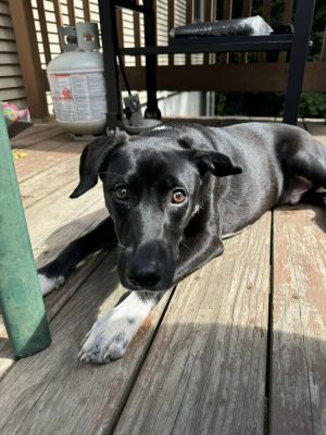 Zanzibar (TX) Shepherd Dog