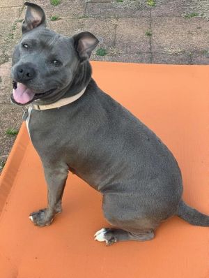 You can fill out an adoption application online on our official websiteIsabella is a female Pit Bul