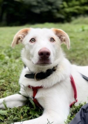 Baylor (AL) Great Pyrenees Dog