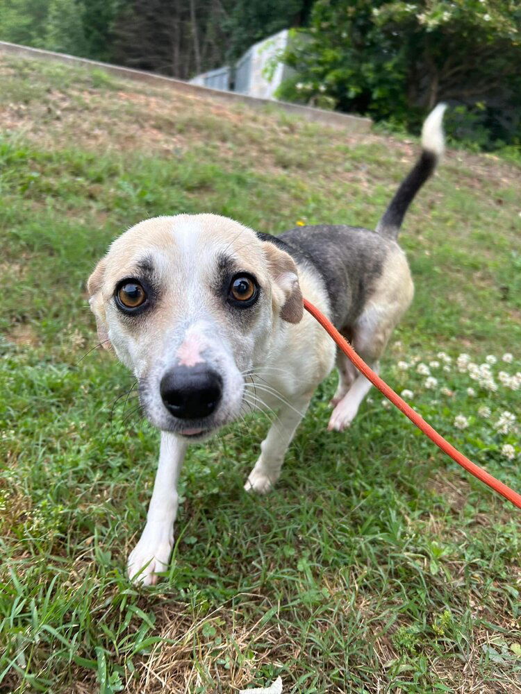 Madonna (AL), an adoptable Feist in New York, NY, 10075 | Photo Image 1