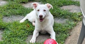 You can fill out an adoption application online on our official websiteBenson AL is possibly a ma