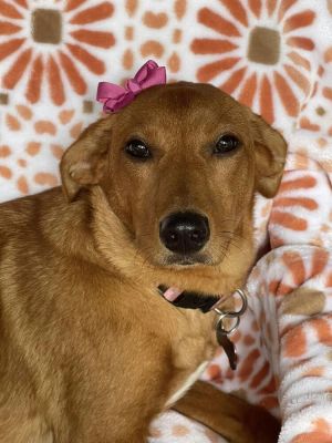 You can fill out an adoption application online on our official websiteDana AL is a spayed female