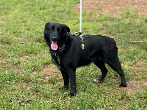 Gruff (TX) Shepherd Dog