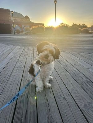 Molly (TX) Poodle Dog