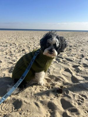 You can fill out an adoption application online on our official websiteMolly TX is a female Poodl