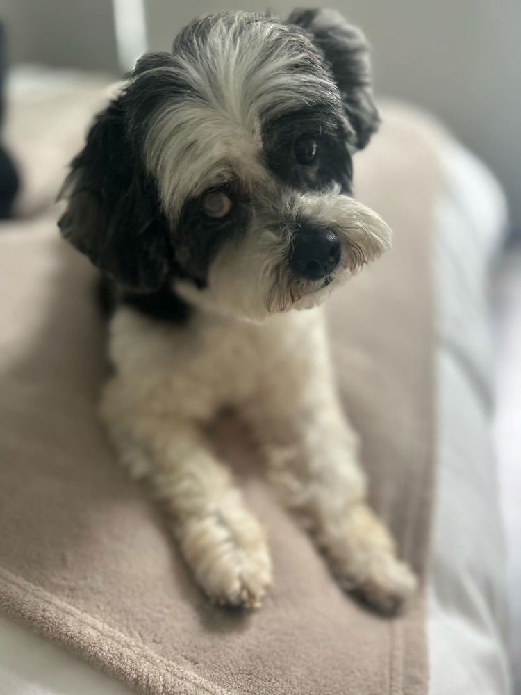 Molly (TX), an adoptable Poodle in New York, NY, 10075 | Photo Image 3