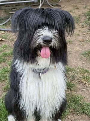 You can fill out an adoption application online on our official websiteSantita TX is a female ter