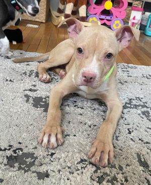 You can fill out an adoption application online on our official websiteBoone GA is a male Pit Bul