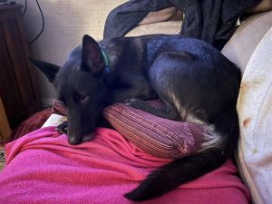 Autumn (TX) Belgian Shepherd / Malinois Dog