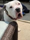 Bo (TN) photo 2