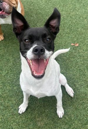 You can fill out an adoption application online on our official websiteCara GA is a female Pit Bu