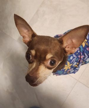 Reese (AL) Chihuahua Dog