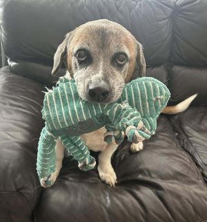 You can fill out an adoption application online on our official websiteShortcake GA is a female B