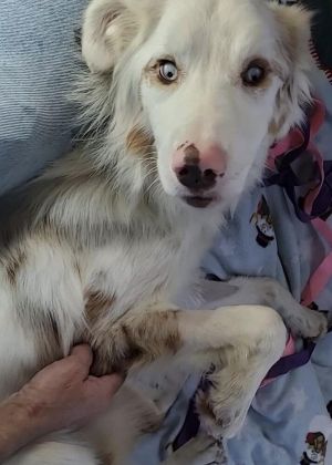 Riley (TN) Australian Shepherd Dog