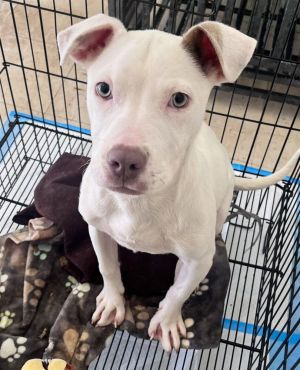 Lena (GA) American Bulldog Dog