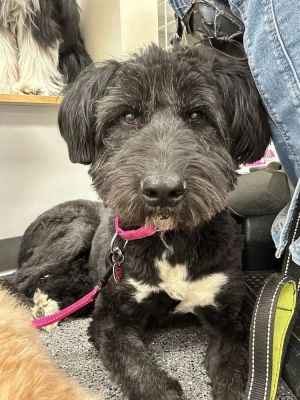 You can fill out an adoption application online on our official websiteAnya TX is a female terrie