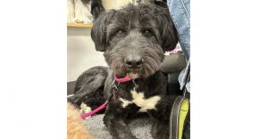 You can fill out an adoption application online on our official websiteAnya TX is a female terrie