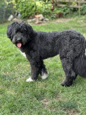 You can fill out an adoption application online on our official websiteAnya TX is a female terrie