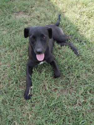 Princess1 (TX) Labrador Retriever Dog