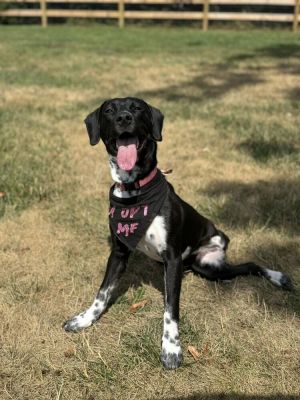 Bidi (TX) Labrador Retriever Dog