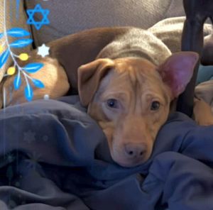 You can fill out an adoption application online on our official websiteCandy AL is a female Pit B
