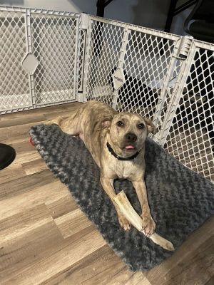 You can fill out an adoption application online on our official websiteHi Im Rey TX I am a 4 a