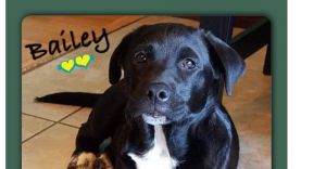 You can fill out an adoption application online on our official websiteBailey and Lucy TX are a b