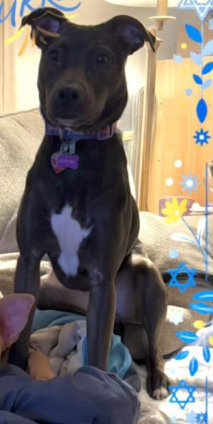 You can fill out an adoption application online on our official websiteCookie AL is a female Pit 