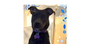 Cookie (AL) Pit Bull Terrier Dog