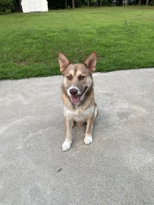 Flynn (TX) Husky Dog