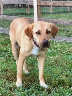 Lila (GA) Labrador Retriever Dog