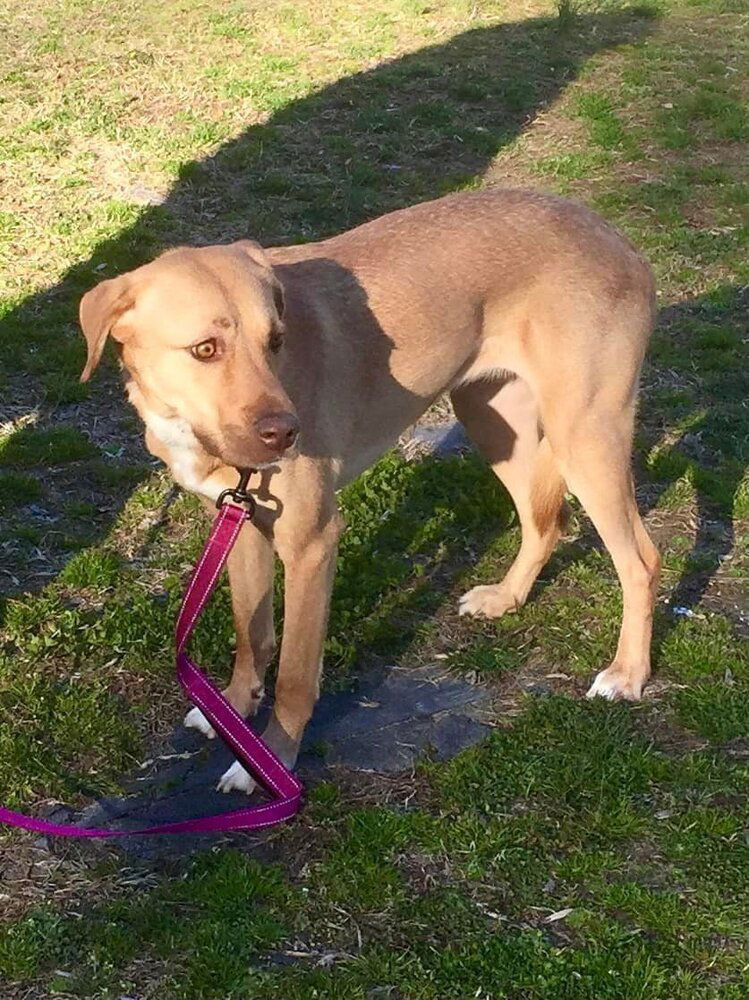 Lila (GA), an adoptable Labrador Retriever, Vizsla in New York, NY, 10075 | Photo Image 3