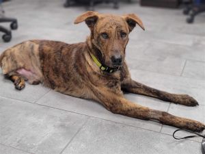 Gunner (TX) Shepherd Dog