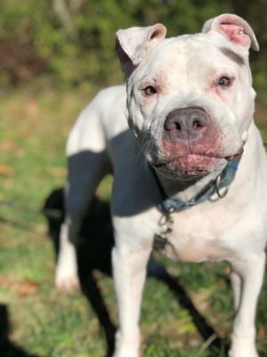 You can fill out an adoption application online on our official websiteJeter a handsome pittie wa