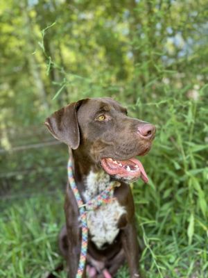 You can fill out an adoption application online on our official websiteBogey MS is a male Pointer