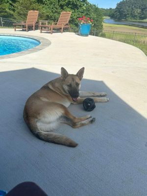 Barry (TX) Belgian Shepherd / Malinois Dog