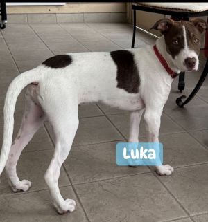 You can fill out an adoption application online on our official websiteLuka TX is a male Labrador